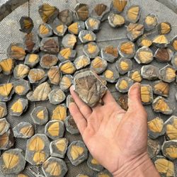 One 500-million-year-old trilobite fossil specimen will be randomly selected