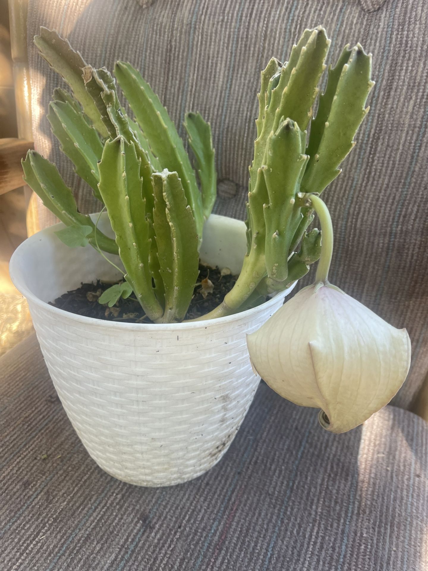 This Cuctus Has Nice Bloom Plant For Siriose Piople