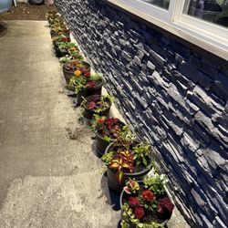 Variety Of Large Pots Of Coleus Marigolds Flowers Plants Combo 
