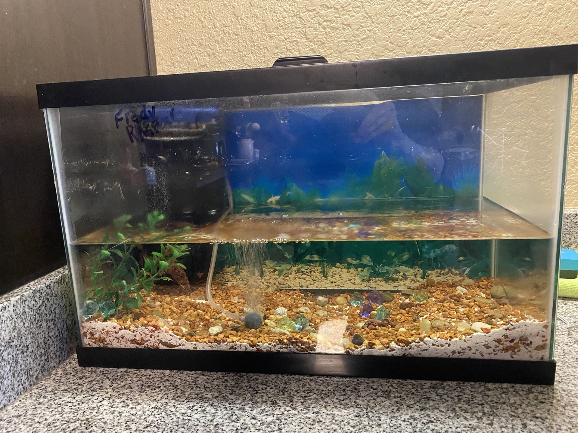 Ten Gallon Fish tank 