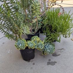 Succulent  Plants  7   inch 