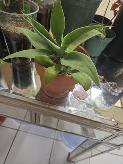 Foxtail Agave (Agave Attenuata)