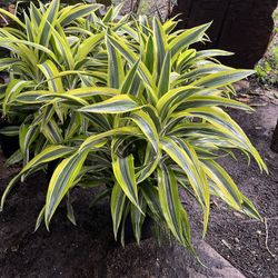 Lemon Lime Dracaena In 3 gls Pot. SPECIAL PRICE 🤩