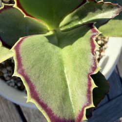 Kalanchoe Synsepala WALKING KALANCHOE Succulent Plant 