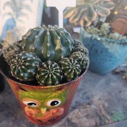 SUCCULENT SALE  IN SAN LORENZO. DM FOR APPT