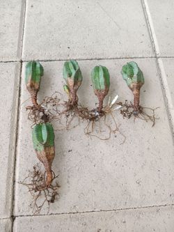 Tanzanian Zipper Succulent $10 each