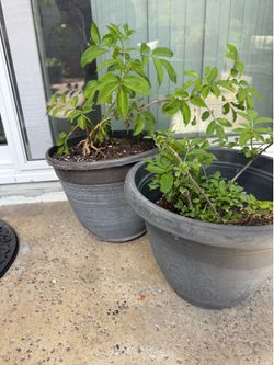 Organic Elderberry Plants