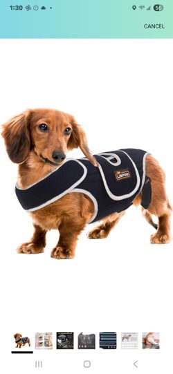 DOG BACK BRACE IVDD BRAND NEW
