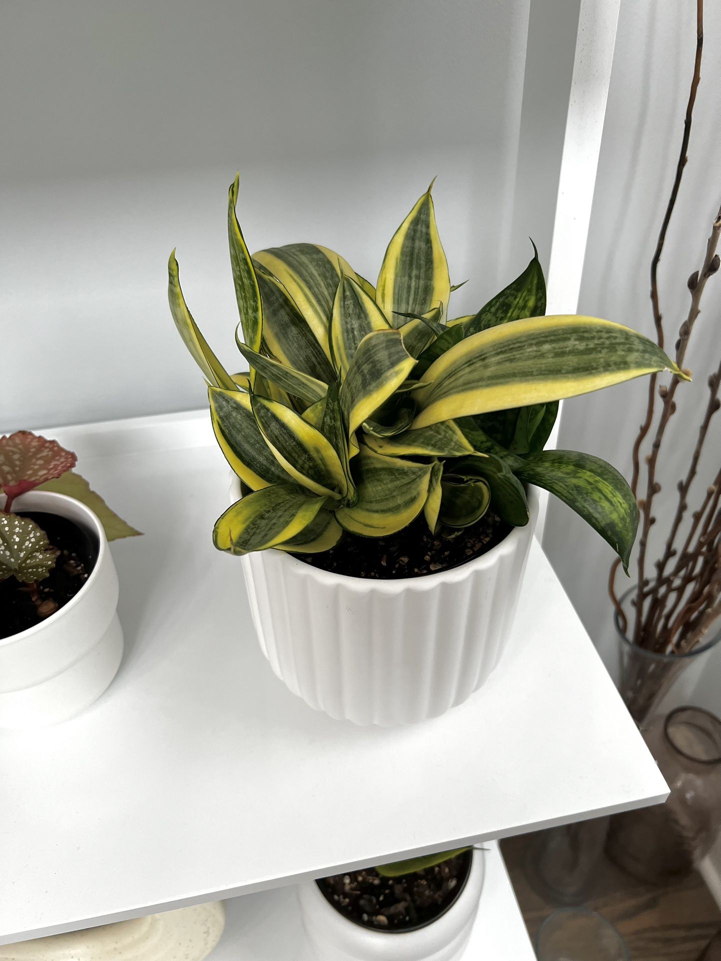 Live Plant With 5.5inch Pot