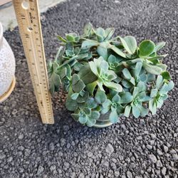 Succulent Plant in ceramic pot