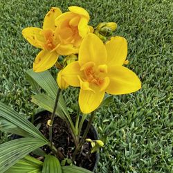 GROUND ORCHIDS Multi-color ( 3 Gallon Pot) Eye Catching 