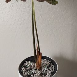 Alocasia Sanderiana
