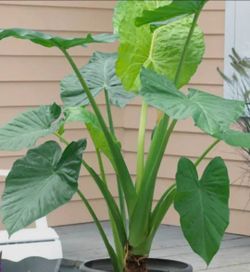 Elephant Ear Plants