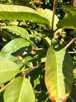 Guava tree