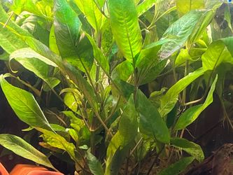 Aquarium plants  green temple stems