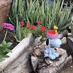 Baby Aloe Vera plants