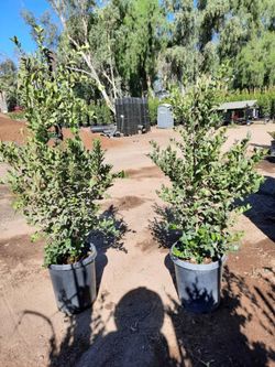 Ligustrum Texnum 15gallon