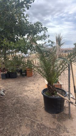 Canry Island Date Palm
