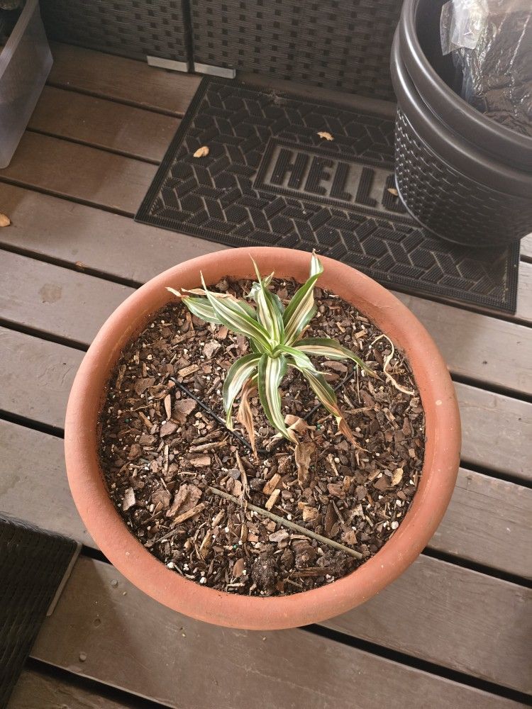 Ceramic Pot With Plant