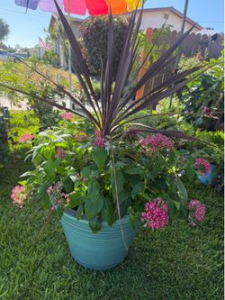 Beautiful potted plant