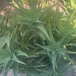 Planta De Savila 