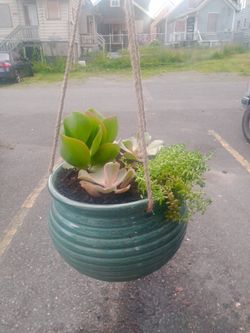 Succulent Plants