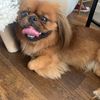 Rosie 