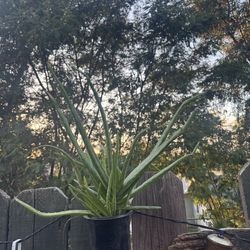Aloe Vera