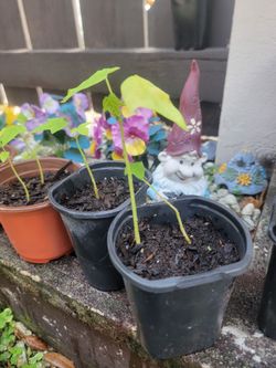 Papaya tree starters