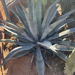 Pencas De Agaves 3 Por $10