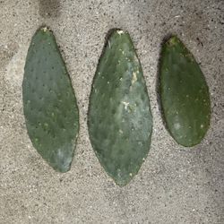 Prickly pear opuntia Indica 