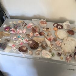 Decorative Seashells