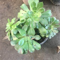 Aeoniums