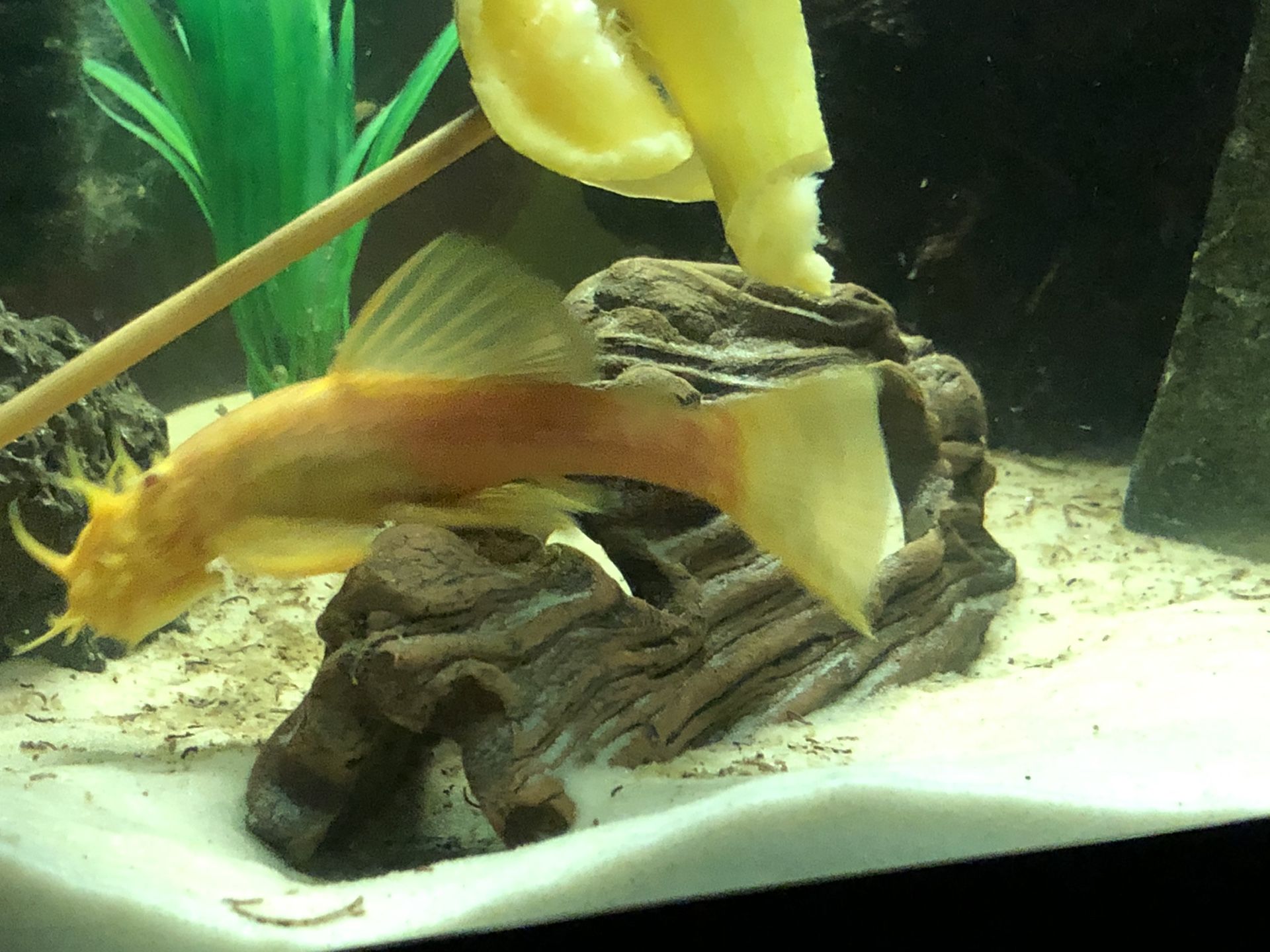 Male Albino Bristlenose Pleco