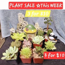 PLANT SALE SUNDAY IN SAN LORENZO 3 FOR $10 PLUS MANY MORE  SUNDAY