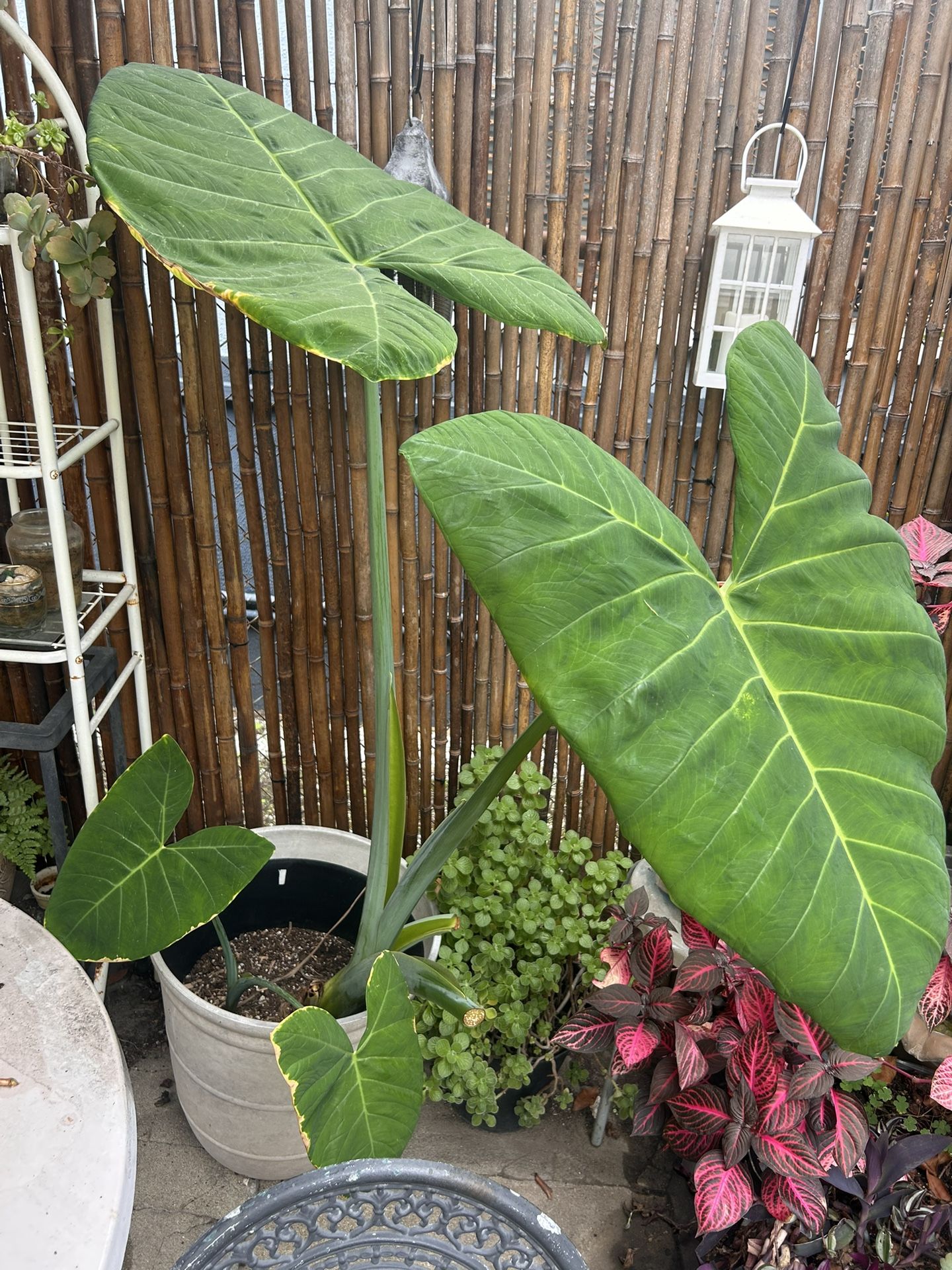 Elephant Ear Plant