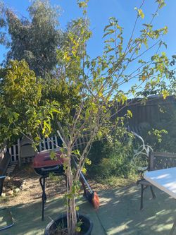 Fruitless Mulberry Tree
