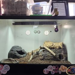 Full Bearded Dragon Set Up- 3x2x2