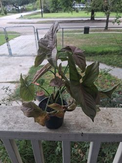 Syngonium Plant