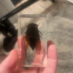 cicada in glass Box Brand New
