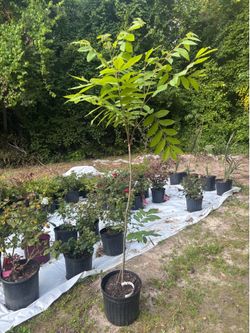 Pecan trees