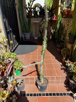 Alluaudia Procera Madagascar Ocotillo Succulent Plant