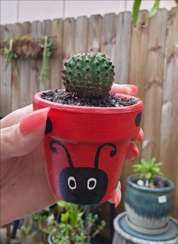 Cactus