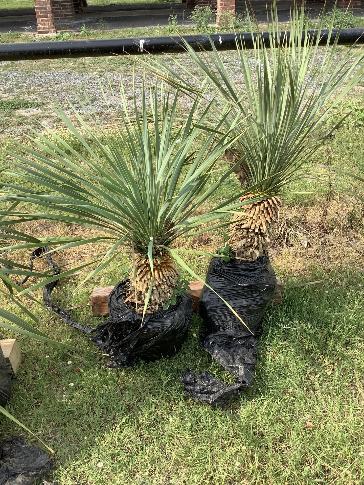Blue Yucca Rostrata Palm Trees @956@292@8442