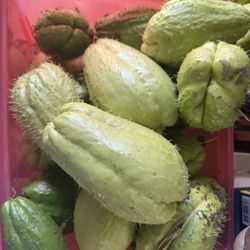 Chayotes A $16 La Docena 