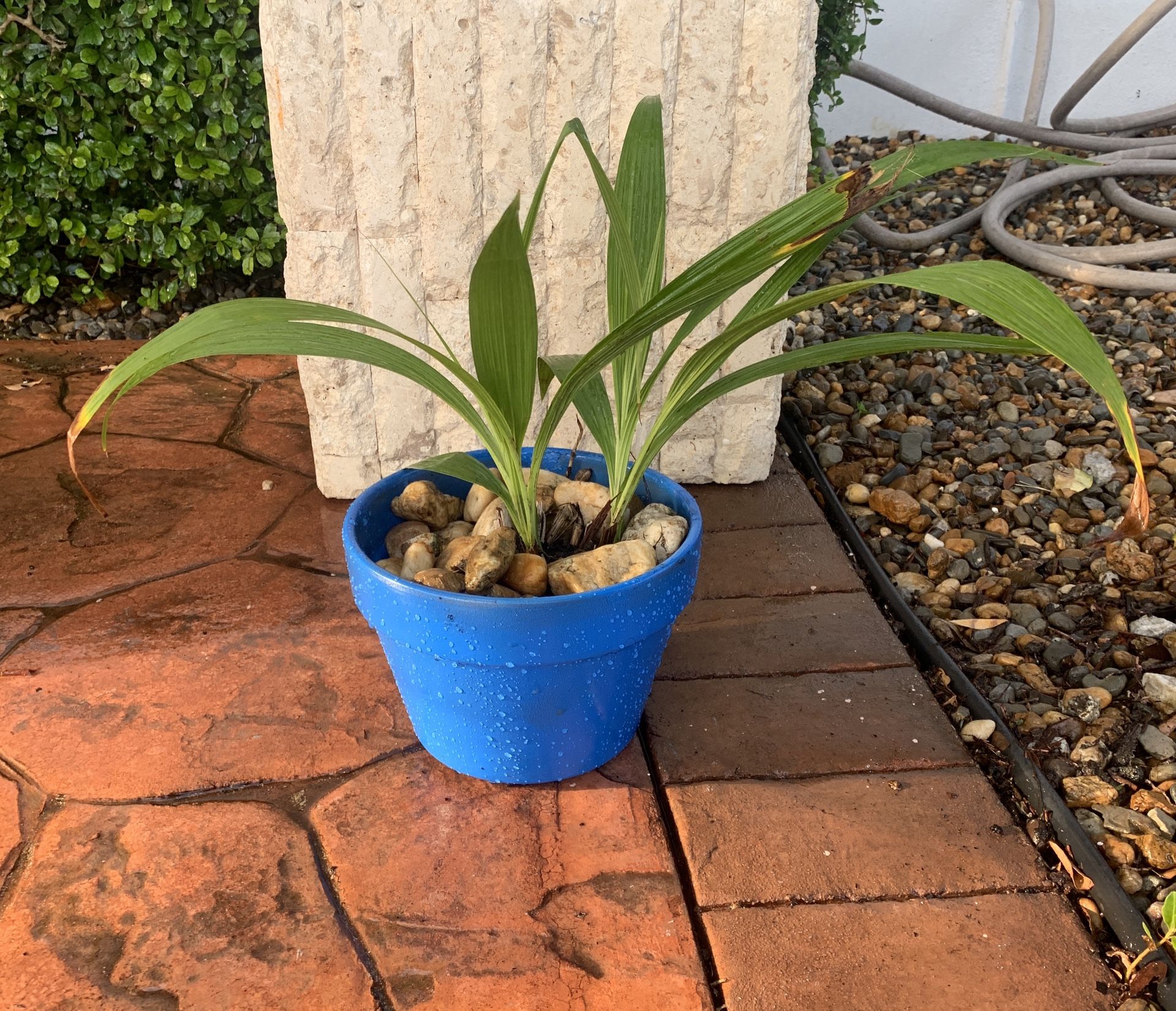 Orchid Plant on Terra-cotta Pot Planter
