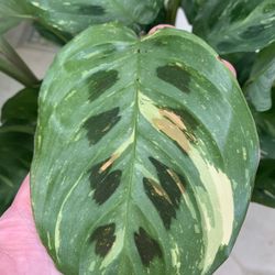 6” Maranta Leuconeura Beauty Kim - Variegated Bunny Paw Prayer Plant 