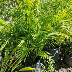 Cat Palm Tree $45.00