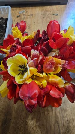 Tulip bouquet