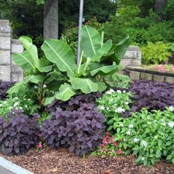 LIVE PLANT Musa Minimus Truly Tiny Dwarf Cavendish banana tropical bonsai